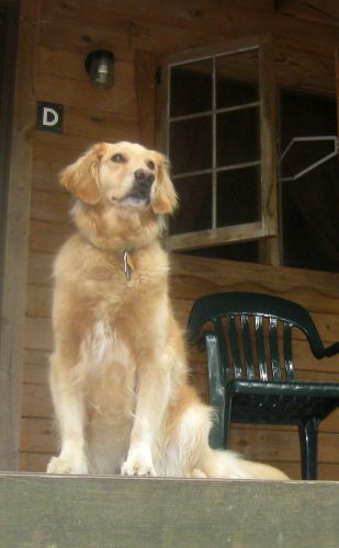 Honey the golden retriever only talks to big dogs.