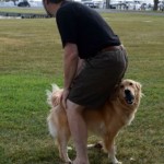 Honey the golden retriever looks like a fancy dog chair.