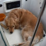 Honey the golden retriever naps in the cockpit of Meander.