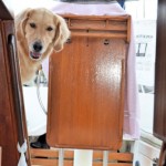 Honey the golden retriever looks down the companionway ladder.