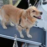 Honey the golden retriever smiles on her ramp.