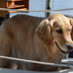 Honey the golden retriever wants to go ashore.