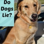 Do dogs lie?