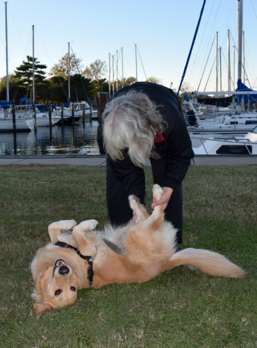 Honey the golden retriever plays on her back with Pam.