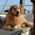 Honey the golden retriever sun bathes at the dock.