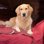 Honey the golden retriever in bed.