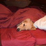 Honey the golden retriever goes under cover.