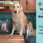 How do you feed a boat dog?