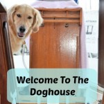 Honey the sailing golden retriever shows off her new home.