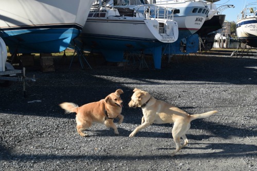 Honey the golden retriever plays with Moose the Labrador retriever dock dog.