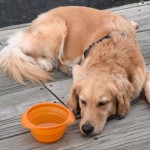 Honey the golden retriever at the dock.