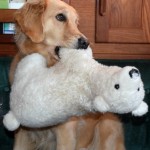 How does our dog know when we're coming home?