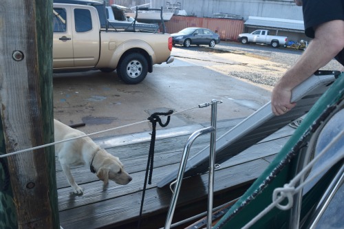 Moose the labrador retriever dock dog looks at Honey's boat ramp.