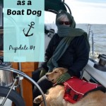 How does Honey the golden retriever like living on a sailboat?