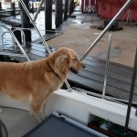 Honey tells dock dog Moose to keep it in his pants.
