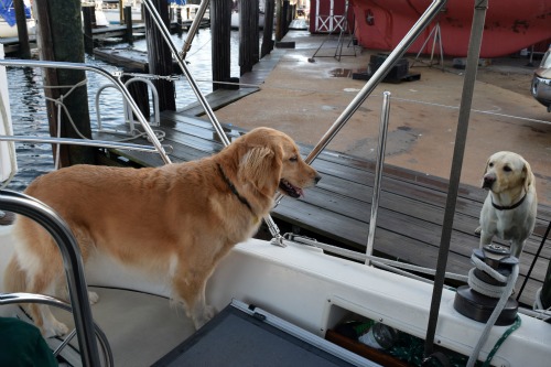 Moose the lab dock dog comes to court Honey the golden retriever on the boat.