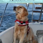 Where will Honey the sailing dog land?