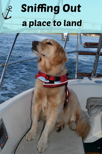 Where will Honey the sailing dog land?