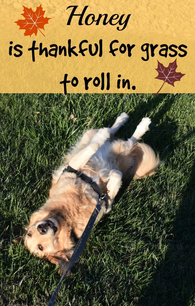 Honey the golden retriever is thankful.