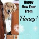 Honey the golden retriever wishes everyone Happy New Year.