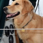 Honey the golden retriever - she did it.