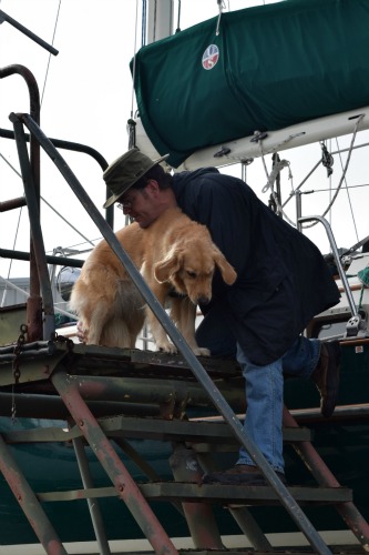 Honey the golden retriever gets picked up on the boat stairs.