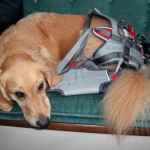 Honey the golden retriever with her Ruffwear lifting harness.