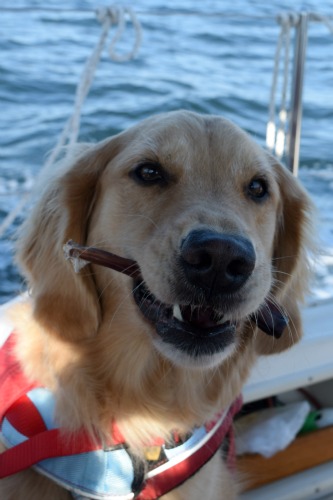 Honey the golden retriever chews on a bully stick on the sailboat.