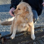 Honey the golden retriever gets a treat at the top of the steps.