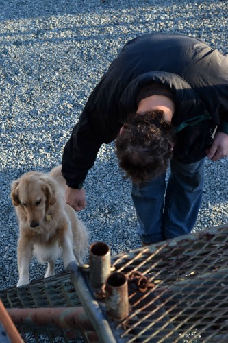 Honey the golden retriever takes the first step with concentration.