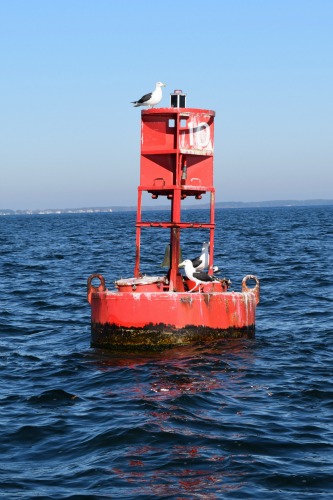 Red buoy in the Chesapeake with birds.