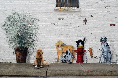 Honey the golden retriever meets some flat friends.