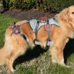 Honey the golden retriever models her RuffWear double back harness.