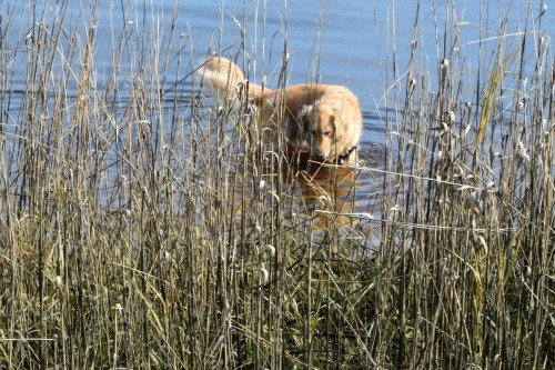 Consider a dog's feelings to avoid a training fail.