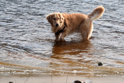 Does your pet need health insurance?