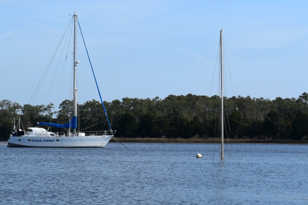 Does your dog need insurance?