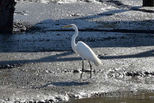 Egret at Lady's Island Marina.