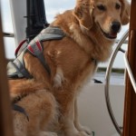 Honey the golden retriever in her Ruffwear double back harness.