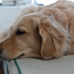 Honey the golden retriever is getting smarter.