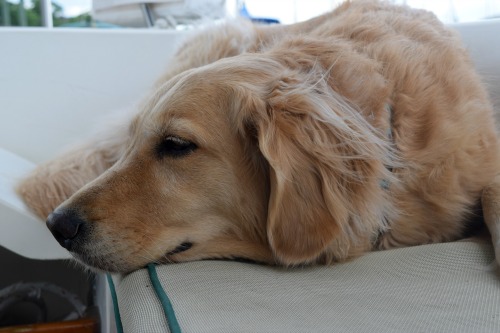 Honey the golden retriever is getting smarter.