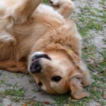 Honey the golden retriever feels at home rolling in sand.