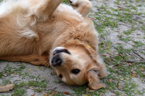 Honey the golden retriever feels at home rolling in sand.