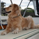 Honey the golden retriever smells something new.