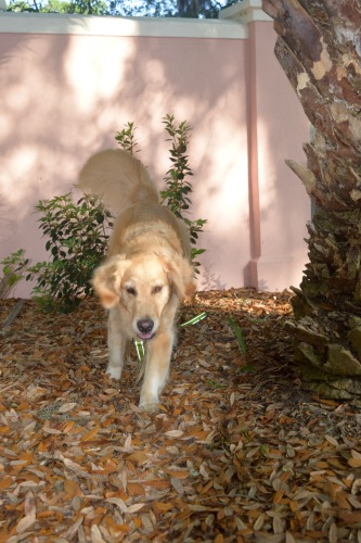 Honey the golden retriever comes out of hiding.