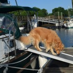 Honey the golden retriever takes the ramp to the dock.