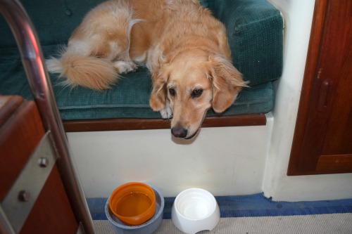 Honey the golden retriever with her food and water bowls.