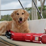 Honey the golden retriever takes off her life jacket at the end of a long day on the boat.