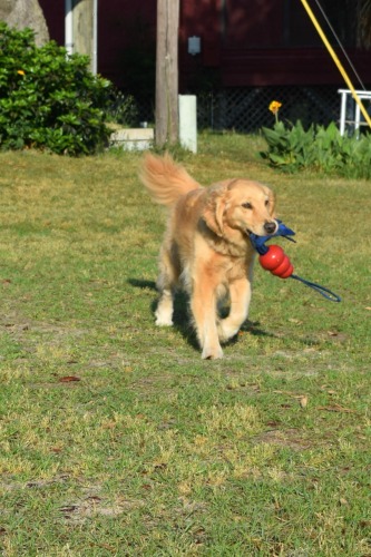Honey the boat dog loves to play with her Kong Tails toy.