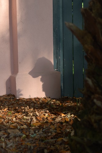 Honey the golden retriever hides behind a tree with only her shadow showing.