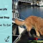 Honey the boat dog looks for something to eat.